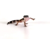 Leopard Gecko / (Eublepharis macularius) / Leopardgecko / Asien, asia, Andere Tiere, other animals, Reptilien, reptils, Freisteller, cut out, Objekt, object