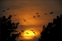 Fliegende Kraniche vor Sonnenuntergang