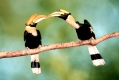 Great Indian Hornbills, Paar, male giving food to female  /   (Buceros bicornis)  /   Doppelhornvoegel, Paar, Maennchen uebergibt Futter an das Weibchen