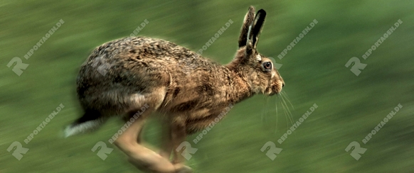 European Hare   /   (Lepus europaeus)   /   Feldhase