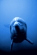 Bottlenose Dolphin   /   (Tursiops trunctatus)   /   Grosser Tuemmler, Delphin
