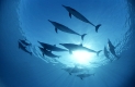 Rotmeer Tuemmler
Delphine
Indian Ocean Bottlenose Dolphins
Tursiops aduncus
