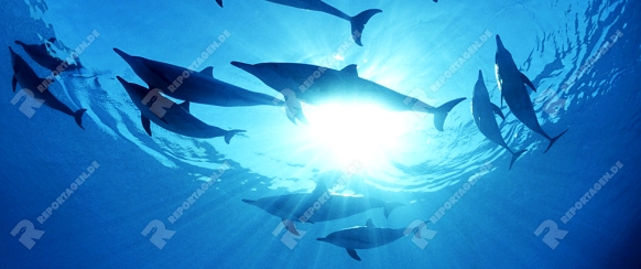 Rotmeer Tuemmler

Delphine

Indian Ocean Bottlenose Dolphins

Tursiops aduncus

