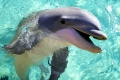 Delfin, Großer Tümmler, Tursiops truncatus, bottlenose dolphin