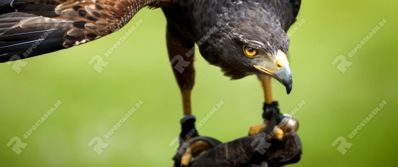 An image of a beautiful hawk bird
