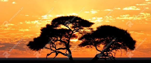 Akazie im Sonnenaufgang, Etosha Nationalpark, Namibia, Afrika, Acacia at sunrise, Etosha National Park, Namibia, Africa