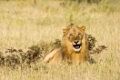 Loewe (Panthera leo), maennlich, Etosha-Nationalpark, Namibia, Afrika, male Lion, Etosha NP, Africa