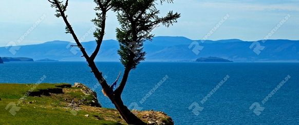 Einzelne Kiefer auf der Steilküste der Baikalinsel Olchon