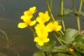 Blühende Sumpfdotterblume (Caltha palustris) am Ufer eines Teiches
