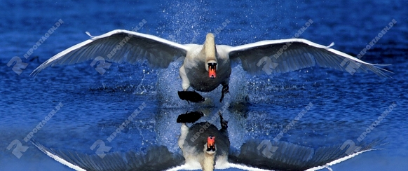 Mute Swan, starting to fly   /   (Cygnus olor)   /   Hoeckerschwan, startet zum Flug