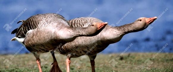 Greylag Geese, threat display   /   (Anser anser)   /   Graugaense, Drohgeste