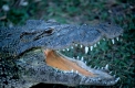 Kubanisches Krokodil
Cuban Crocodile
Crocodylus rhombifer
Mouth Agape
Zoo Animal