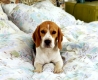 Beagle in bed / Beagle liegt in Bett / , Saeugetiere, mammals, animals, Haushund, domestic dog, Haustier, Heimtier, pet