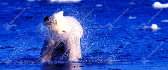 Eisbaer
Ursus maritimus
Kanada, Churchill