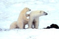 Eisbaer, Mutter mit Jungen
Ursus maritimus
Kanada, Churchill