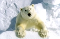 Polar bear, Eisbaer, Eisbär, Ursus maritimus, in summer,
Spitzbergen, Svalbard,
Original Photo: Fritz Poelking, Fritz Pölking
A nature document. not arranged or manipulated.