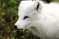 Portrait eines Eisfuch im Winterpelz in Nord-Norwegen, Portrait of an Arctic Fox in Winter Fur in Northern Norway