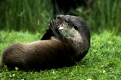 European Otter   /  (Lutra lutra)   /   Europaeische Fischotter, spielt mit seinem Schwanz
