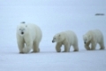 Polar bear, Eisbär, Ursus maritimus, Churchill, Canada