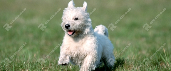 West Highland White Terrier   /   [Saeugetiere, mammals, animals, Haushund, domestic dog, Haustier, Heimtier, pet, aussen, outdoor, Querformat, horizontal, Wiese, meadow, weiss, adult, Bewegung, motion, laufen, rennen, running, Lebensfreude, joy of life, adult]