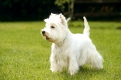 Westhighland White Terrier, westie