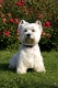West Highland White Terrier, Westie, 7 Jahre alt