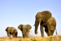 Afrikanische Elefanten (Loxodonta africana) beim Staubbad, Chobe Fluss, Chobe River, Chobe National Park, Botswana, Afrika, African Elephants bathing with dust, Africa
