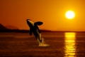Orca jumping at sunset   /   (Orcinus orca)   /   Schwertwal bei Sonnenuntergang  /   [animals, Saeugetiere, mammals, Wale, whales, aussen, outdoor, Stimmung, mood, Wasser, water, Himmel, sky, adult, Bewegung, motion, springen, jumping, Querformat, horizontal]