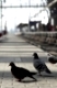 Tauben auf dem Bahnsteig.
Pigeons in the train station.