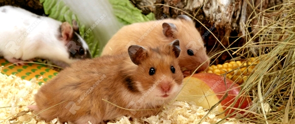 Golden Hamster / (Mesocricetus auratus) / Goldhamster / animals, Saeugetiere, mammals, Nagetiere, rodents, Haustier, Heimtier, pet
