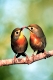 Pekin Robins, Red-billed Leiothrix, pair   /   (Leiothrix lutea)   /   China-Nachtigallen, Sonnenvoegel, Paar