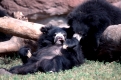 Sloth Bear
Melursus ursinus, Ursus ursinus
Lippenbaer
Cub, Resting Mom
Zoo Animal