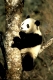Grosser Panda, Giant Panda
Himalaya, China, Wolong Valley