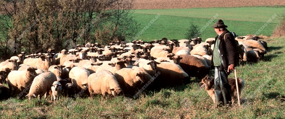 Domestic Sheep / Hausschaf