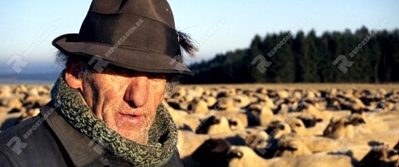 alter Schaefer mit Herde, Eifel, Rheinland-Pfalz