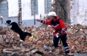 Rettungshund
Ausbildung
wird auf die Suche geschickt