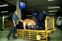 Drogen-Spuerhund beim deutschen Zoll
Arbeit am Flughafen, Abfertigung
Routinekontrolle nach Rauschgiften