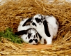 Domesticated Checkered Dalmatian Rabbit / Dalmatiner Rexkaninchen