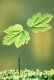 Bergahorn
Acer pseudoplatanus
Saemling / Keimling