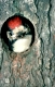 Junger Buntspecht schaut aus seiner Baumhöhle
Foto: Wisniewski