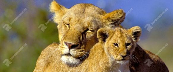 Lion & cub, Lioness

Löwe 

Panthera leo,

Masai Mara, Kenya,