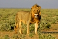 maennlicher Loewe, Panthera leo, steht in der Savanne, Etosha Nationalpark, Namibia, Afrika 
male lion, panthera leo, in savannah, Etosha National Park, Namibia, Africa
