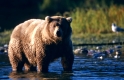 Alaska-Braunbaer
Alaska-Brown-Bear 
Ursus arctos/ Authentic wild
Brooks river/Katmai-NP
Alaska, USA