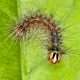 Raupe von einem Schwammspinner (Lymatria dispar) - Carterpillar from Lymatria dispar