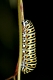 Papilio machaon, Schwalbenschwanz, Raupe