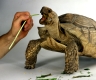 African Spurred Tortoise beeing feeded / Spornschildkroete wird gefuettert / Spornschildkröte, Andere Tiere, other animals, Reptilien, reptils, Schildkroeten, turtles, fuettern