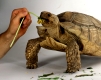 African Spurred Tortoise beeing feeded / Spornschildkroete wird gefuettert / Spornschildkröte, Andere Tiere, other animals, Reptilien, reptils, Schildkroeten, turtles, fuettern