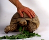 African Spurred Tortoise eating / Spornschildkroete, fressend / Spornschildkröte, Andere Tiere, other animals, Reptilien, reptils, Schildkroeten, turtles, fuettern