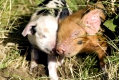 Kleine Schweinchen(Sus scrofa domestica) auf einem Biohof Bioschwein Oekoschwein | Piglet(Sus scrofa domestica) on a organic farm ecological