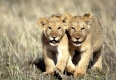 Lion, Loewe,
Panthera leo,
Masai Mara Wildlife Reservation
Kenya, Kenia, Africa, Afrika.
Photo: Fritz Poelking, Fritz Pölking
A nature document.